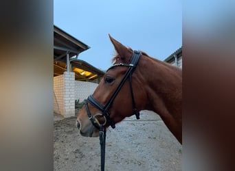 Rhinelander-häst, Sto, 4 år, 165 cm, fux