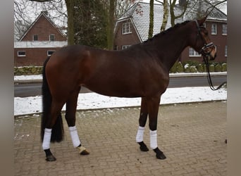 Rhinelander-häst, Sto, 4 år, 166 cm, Brun