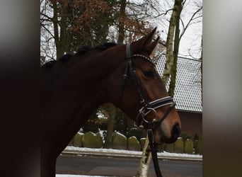 Rhinelander-häst, Sto, 4 år, 166 cm, Brun