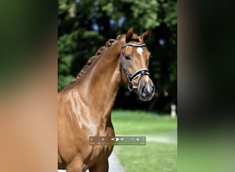 Rhinelander-häst, Sto, 4 år, 166 cm, fux