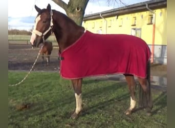 Rhinelander-häst, Sto, 4 år, 167 cm, Brun