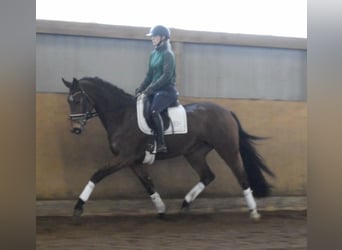 Rhinelander-häst, Sto, 4 år, 167 cm, Brun