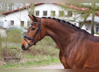 Rhinelander-häst, Sto, 4 år, 172 cm, Brun