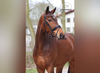Rhinelander-häst, Sto, 4 år, 172 cm, Brun