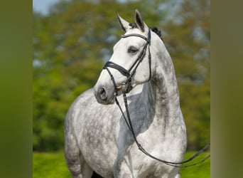 Rhinelander-häst, Sto, 5 år, 166 cm, Grå