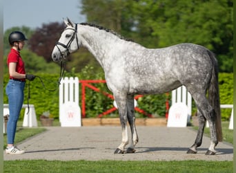 Rhinelander-häst, Sto, 5 år, 166 cm, Grå