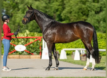 Rhinelander-häst, Sto, 5 år, 166 cm, Mörkbrun