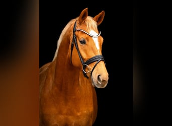 Rhinelander-häst, Sto, 5 år, 167 cm, Palomino