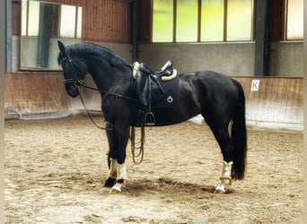 Rhinelander-häst, Sto, 5 år, 167 cm, Svart