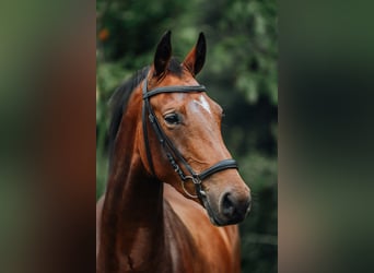 Rhinelander-häst, Sto, 5 år, 168 cm, Brun