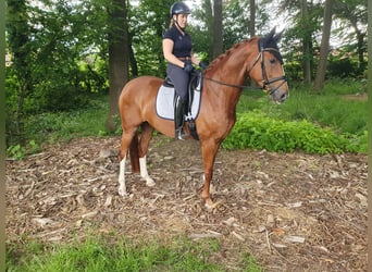 Rhinelander-häst, Sto, 6 år, 166 cm, fux