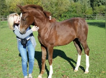 Rhinelander-häst, Sto, 6 år, 166 cm, fux