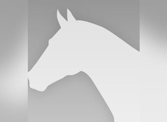 Rhinelander-häst, Sto, 6 år, 168 cm, Brun
