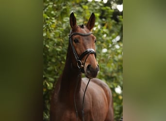 Rhinelander-häst, Sto, 6 år, 168 cm, Mörkbrun