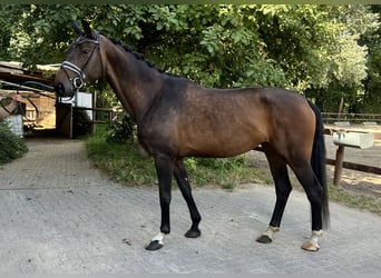 Rhinelander-häst, Sto, 6 år, 170 cm, Mörkbrun