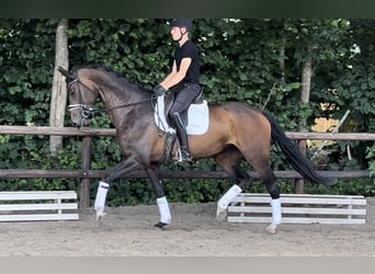 Rhinelander-häst, Sto, 6 år, 170 cm, Mörkbrun