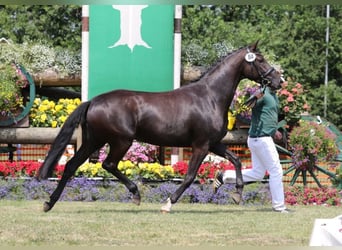 Rhinelander-häst, Sto, 7 år, 164 cm, Rökfärgad svart
