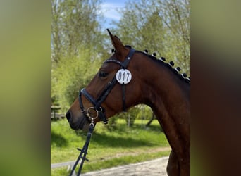 Rhinelander-häst, Sto, 7 år, 165 cm, Brun