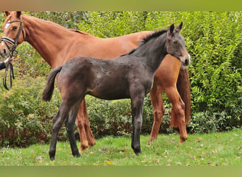 Rhinelander-häst, Sto, 7 år, 168 cm