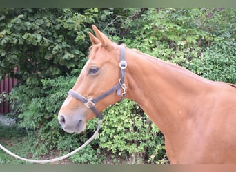 Rhinelander-häst, Sto, 7 år, 168 cm