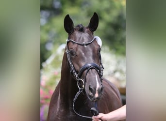 Rhinelander-häst, Sto, 8 år, 164 cm, Rökfärgad svart