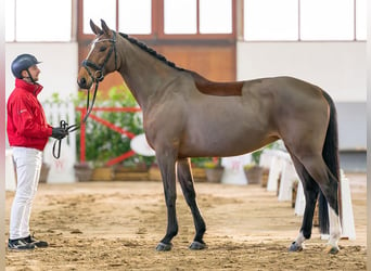 Rhinelander-häst, Sto, 8 år, 165 cm, Brun