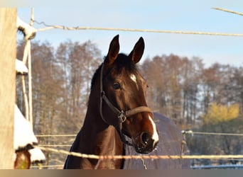 Rhinelander-häst, Sto, 8 år, 165 cm, Mörkbrun