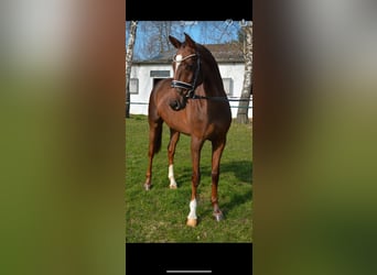 Rhinelander-häst, Sto, 8 år, 167 cm, Fux