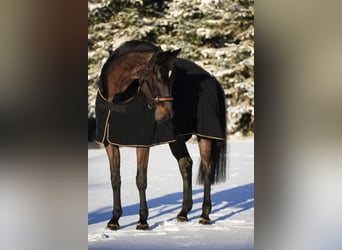 Rhinelander-häst, Sto, 8 år, 170 cm, Rökfärgad svart