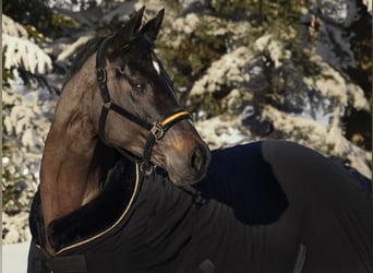Rhinelander-häst, Sto, 8 år, 170 cm, Rökfärgad svart