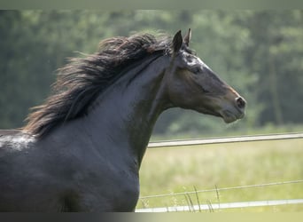 Rhinelander-häst, Sto, 9 år, 172 cm, Rökfärgad svart