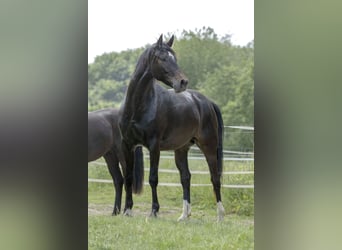 Rhinelander-häst, Sto, 9 år, 172 cm, Rökfärgad svart
