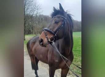 Rhinelander-häst, Valack, 10 år, 168 cm, Brun