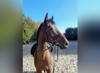 Rhinelander-häst, Valack, 10 år, 168 cm, Brun