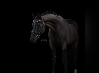 Rhinelander-häst, Valack, 10 år, 175 cm, Svart