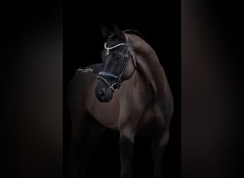 Rhinelander-häst, Valack, 10 år, 175 cm, Svart
