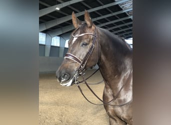 Rhinelander-häst, Valack, 10 år, 176 cm, Fux
