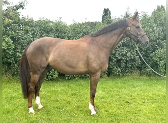 Rhinelander-häst, Valack, 10 år, 176 cm, Fux