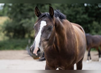 Rhinelander-häst, Valack, 11 år, 165 cm, Rökfärgad svart