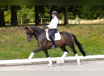 Rhinelander-häst, Valack, 11 år, 168 cm, Mörkbrun