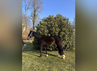 Rhinelander-häst, Valack, 11 år, 170 cm, Brun