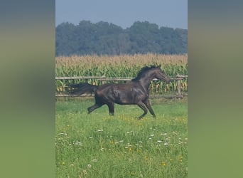 Rhinelander-häst, Valack, 11 år, 173 cm