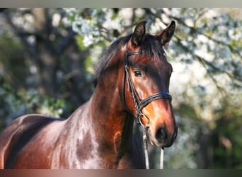 Rhinelander-häst, Valack, 12 år, 172 cm, Brun