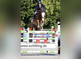 Rhinelander-häst, Valack, 14 år, 174 cm, fux