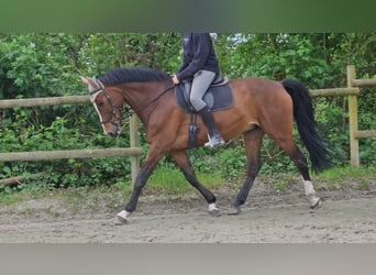 Rhinelander-häst, Valack, 15 år, 165 cm, Brun