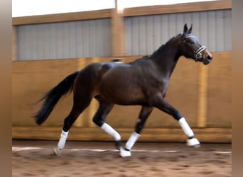 Rhinelander-häst, Valack, 3 år, 165 cm, Rökfärgad svart