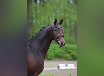 Rhinelander-häst, Valack, 3 år, 166 cm, Mörkbrun