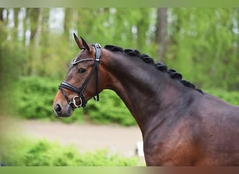Rhinelander-häst, Valack, 3 år, 166 cm, Mörkbrun