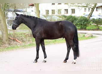 Rhinelander-häst, Valack, 4 år, 161 cm, Svart