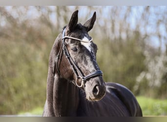 Rhinelander-häst, Valack, 4 år, 164 cm, Svart